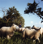 108129 Portret van boerin Marja Eskes bij haar schapen op het land bij de boerderij Groenewoudsedijk 19 in de polder ...